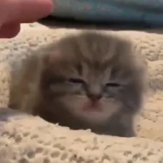 Telegram sticker 🤨 ryoo pacal jeno