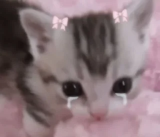 Telegram sticker 🎀 ryoo pacal jeno