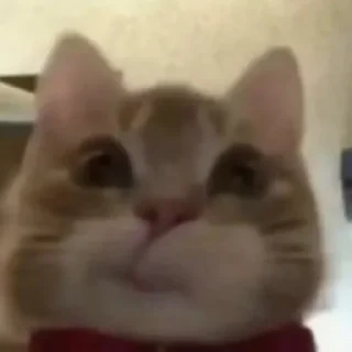 Sticker 🚨 ryoo pacal jeno