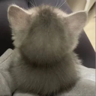 Video sticker 😠 ryoo pacal jeno