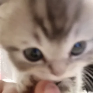 Telegram sticker 🩰 ryoo pacal jeno