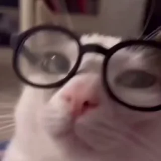 Video sticker 🤓 { 🍥 @xMybw 𝖲𝗈𝖻𝗁𝖺𝗇 ⊹₊ ⋆ }