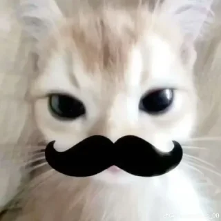 Telegram sticker 🌟 { 🍥 @xMybw 𝖲𝗈𝖻𝗁𝖺𝗇 ⊹₊ ⋆ }