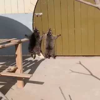 Video sticker 🌟 Madam Rakun @Stalpen