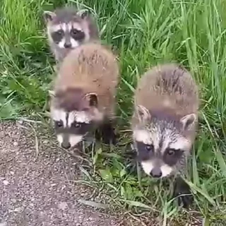 Video sticker 🌟 Madam Rakun @Stalpen