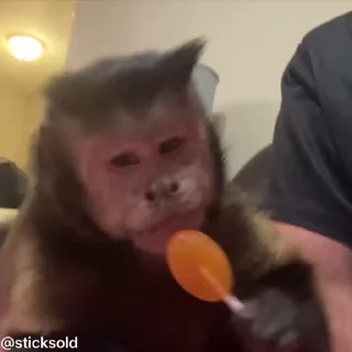 Video sticker 😋 НАЖМИ: @TINYCATSS