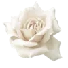 Sticker 🌹 @sirmirty `` 镜花水月       ;