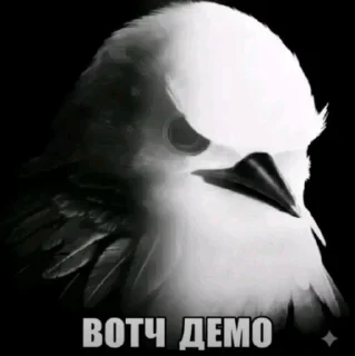 Video sticker 🐦 Птички @sozdat_stikery_bot