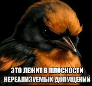 Video sticker 🐦 Птички @sozdat_stikery_bot