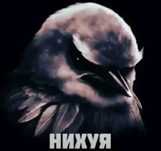 Telegram sticker 🐦 Птички @sozdat_stikery_bot