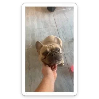 Telegram stiker 🐶 Strider Pack