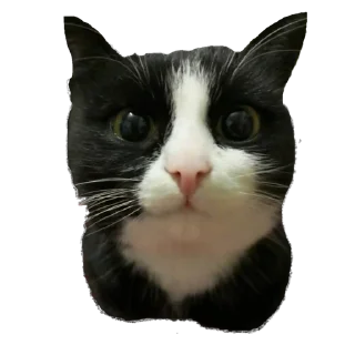 Sticker 😺 жухлики by @bmmenu