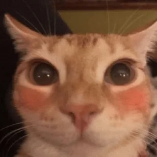 Sticker ☺️ ¿Sueñan los papus con ovejas grasosas?