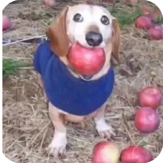 Sticker 🐶 Щавелевая кислота