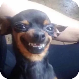 Telegram sticker 🐶 Banger memes 🔥💥