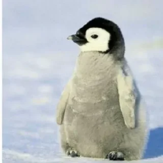 Telegram sticker 🐧 Cute penguin  @StickersPackRobot