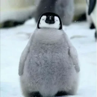 Telegram sticker 🐧 Cute penguin  @StickersPackRobot