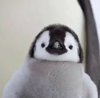 Telegram sticker 🐧 Cute penguin  @StickersPackRobot