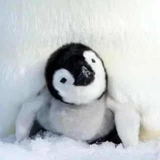 Video sticker 🐧 Cute penguin  @StickersPackRobot