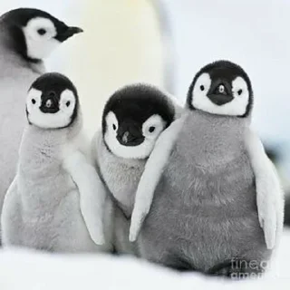 Telegram sticker 🐧 Cute penguin  @StickersPackRobot