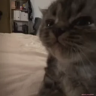 Video sticker 🥺 Больше стиков тут: @stikery4