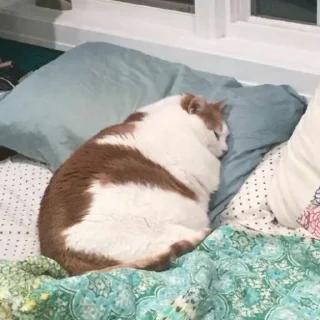 Telegram sticker 😴 :)