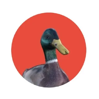 Video sticker 🐦 Цук