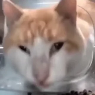 Video sticker 😨 CatOsm v2 @Walls_Awesome