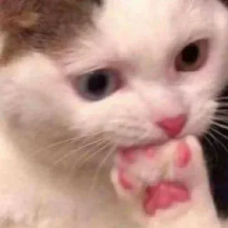 Telegram sticker 🐾 CatOsm v2 @Walls_Awesome