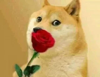 Telegram sticker 🌹 RGstickers