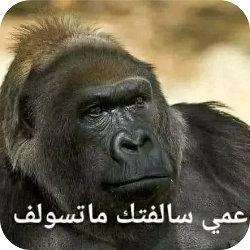 Телеграм стикер 🖼 ملصقات البديري @Al_badiri_1