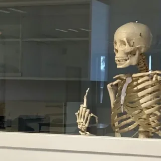 Telegram stiker 🖕 Skeletons Top