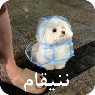 Telegram sticker 🌨 یاسلین