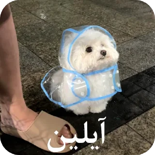 Video sticker 🌨 یاسلین