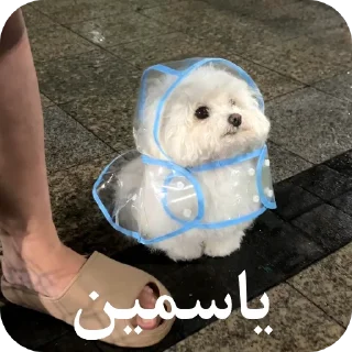 Video sticker 🌨 یاسلین