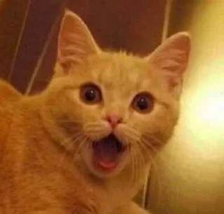 Telegram sticker 😮 ستيكرات نويره🦦