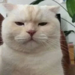 Telegram sticker 😒 ستيكرات نويره🦦