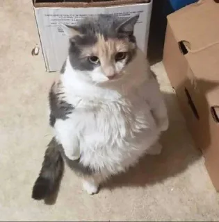 Video sticker 😐 ستيكرات نويره🦦