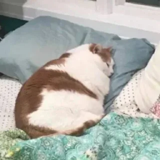 Video sticker 😴 ستيكرات نويره🦦