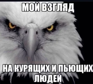 Sticker 🌟 шміхіiтiнэ 🤣 2025 @composure_offc