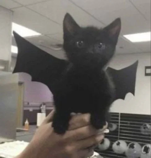 Telegram stiker 🦇 @Tv_GirlT