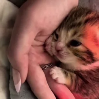 Video sticker 🐾 @Tv_GirlT