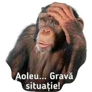 Video sticker 😂 🕶️