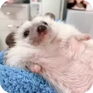Video sticker 🦔 @danguerrero014 🍓