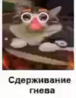 Video sticker 🤬 Качан | @komaru_uni