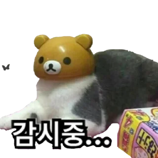 Video sticker 🕶 감시중