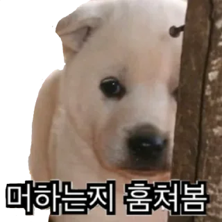 Sticker 😜 감시중