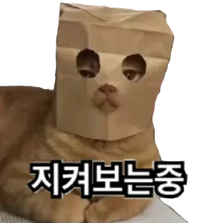 Video sticker 😃 감시중