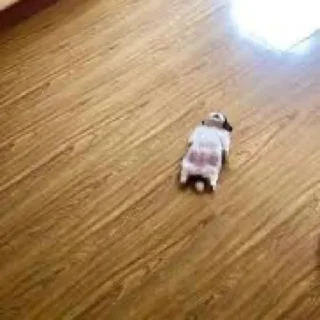 Video sticker 🐶 감시중