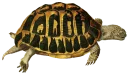 Video sticker 🐢 Turtle PACK